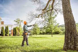 Best Tree Preservation Services  in Kincheloe, MI