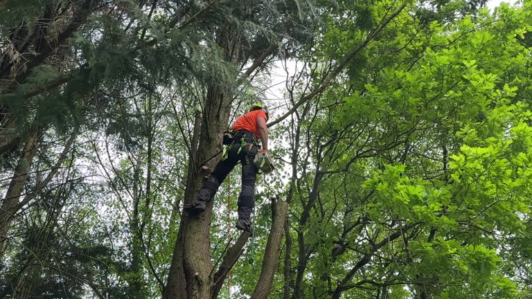 Best Commercial Tree Services  in Kincheloe, MI