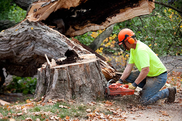 Best Utility Line Clearance  in Kincheloe, MI