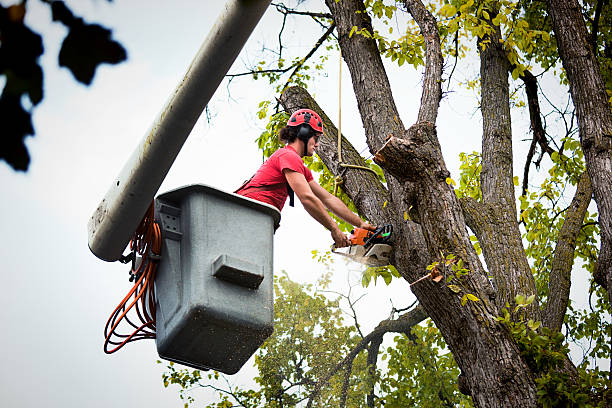 Best Tree Maintenance Programs  in Kincheloe, MI